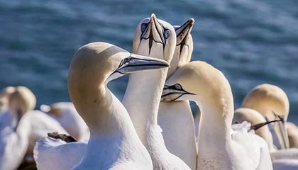 开云体育手机版下载-罗马尼亚队赛制透视：团体赛制下的战略与个人表现，罗马尼亚联赛赛程