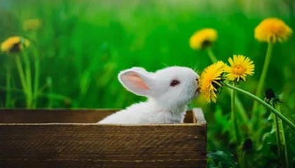 开云体育手机版下载-罗马尼亚队赛制透视：团体赛制下的战略与个人表现，罗马尼亚联赛赛程